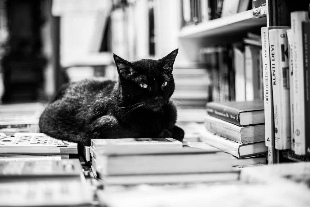 gatti dentro la libreria acqua alta