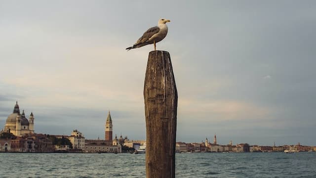 sposalizio di venezia e il mare https://unsplash.com/photos/l24AbCJM1oI